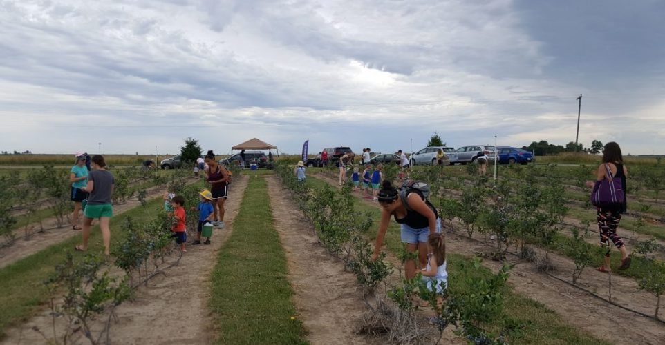 Goosecreek Blueberries