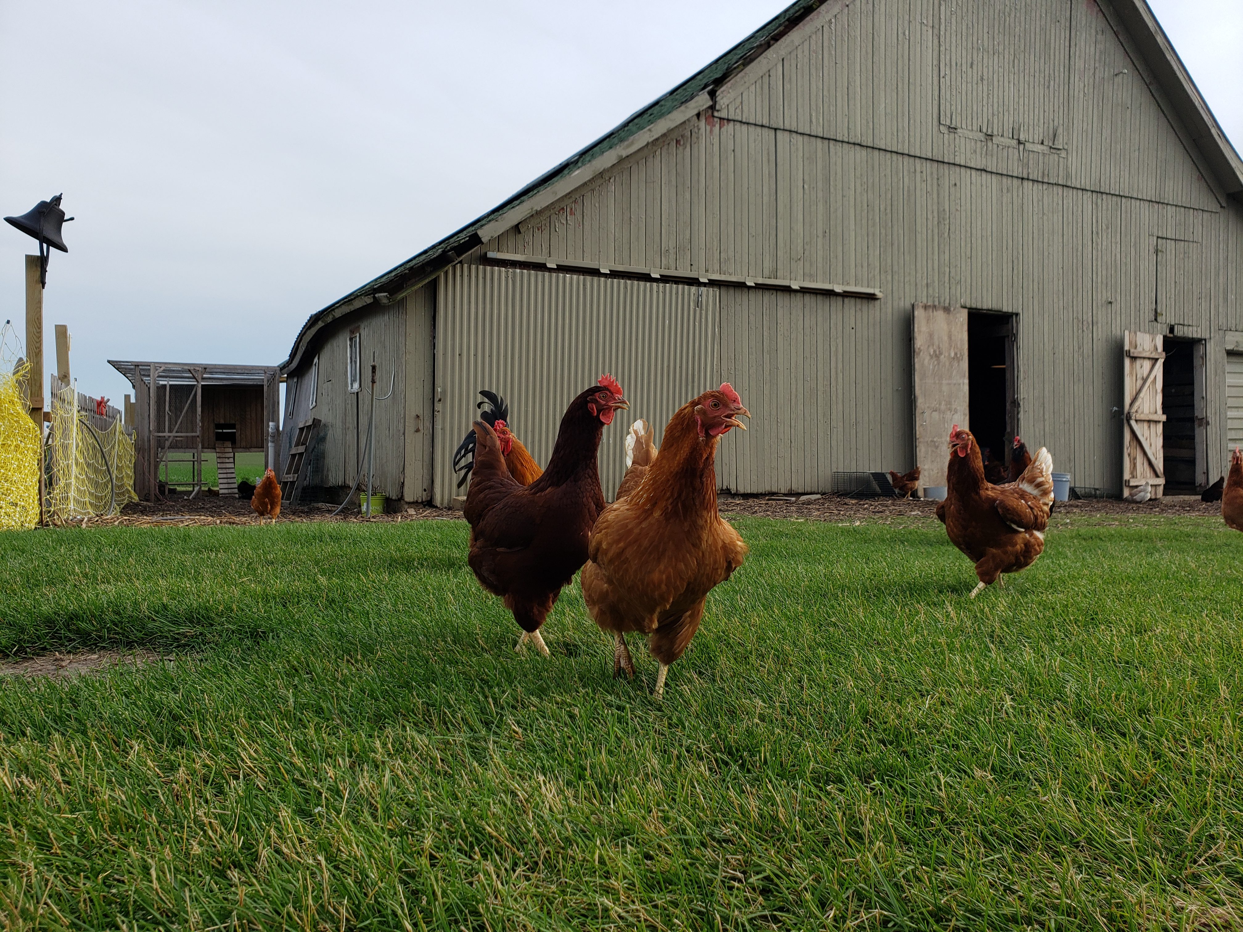 coopers backyard farms