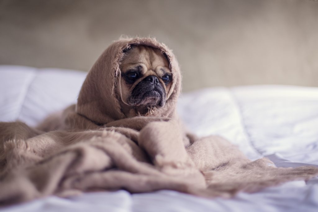 Influx Of Kennel Cough Seen In East Central Illinois   Kennel Cough 1024x683 