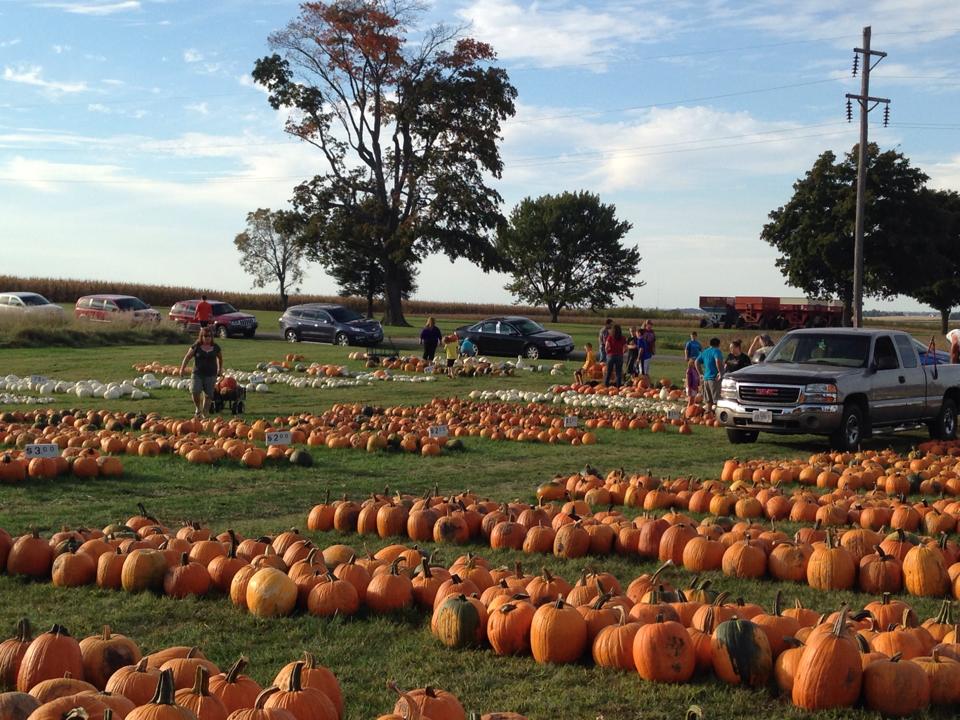 ard's farm pumpkin patch