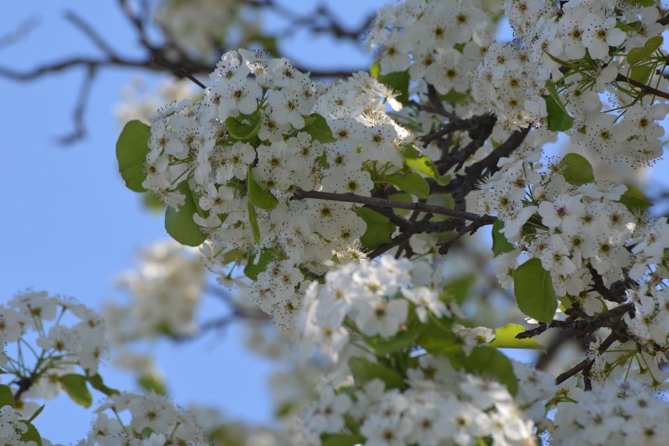 Allerton Park and Retreat Center to reopen May 4